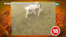 Свиреп бой с кучета - Videoclip.bg