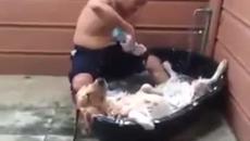Лабрадор се чувства пълен господар по време на баня - Videoclip.bg