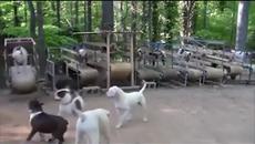 Вижте как кучетата ги тренират в Русия ( Видео Много Смях) - Videoclip.bg