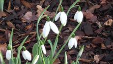 Кокичета Galanthus elwesii 'Comet' - Videoclip.bg