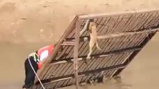 Добър човек спасява живота на заклещило се куче - Videoclip.bg