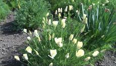 Бяла Ешолция (Eschscholzia californica) - Videoclip.bg
