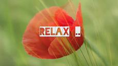 Papaver rhoeas - Videoclip.bg