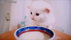 Малко коте пие мляко от чинийка - Videoclip.bg